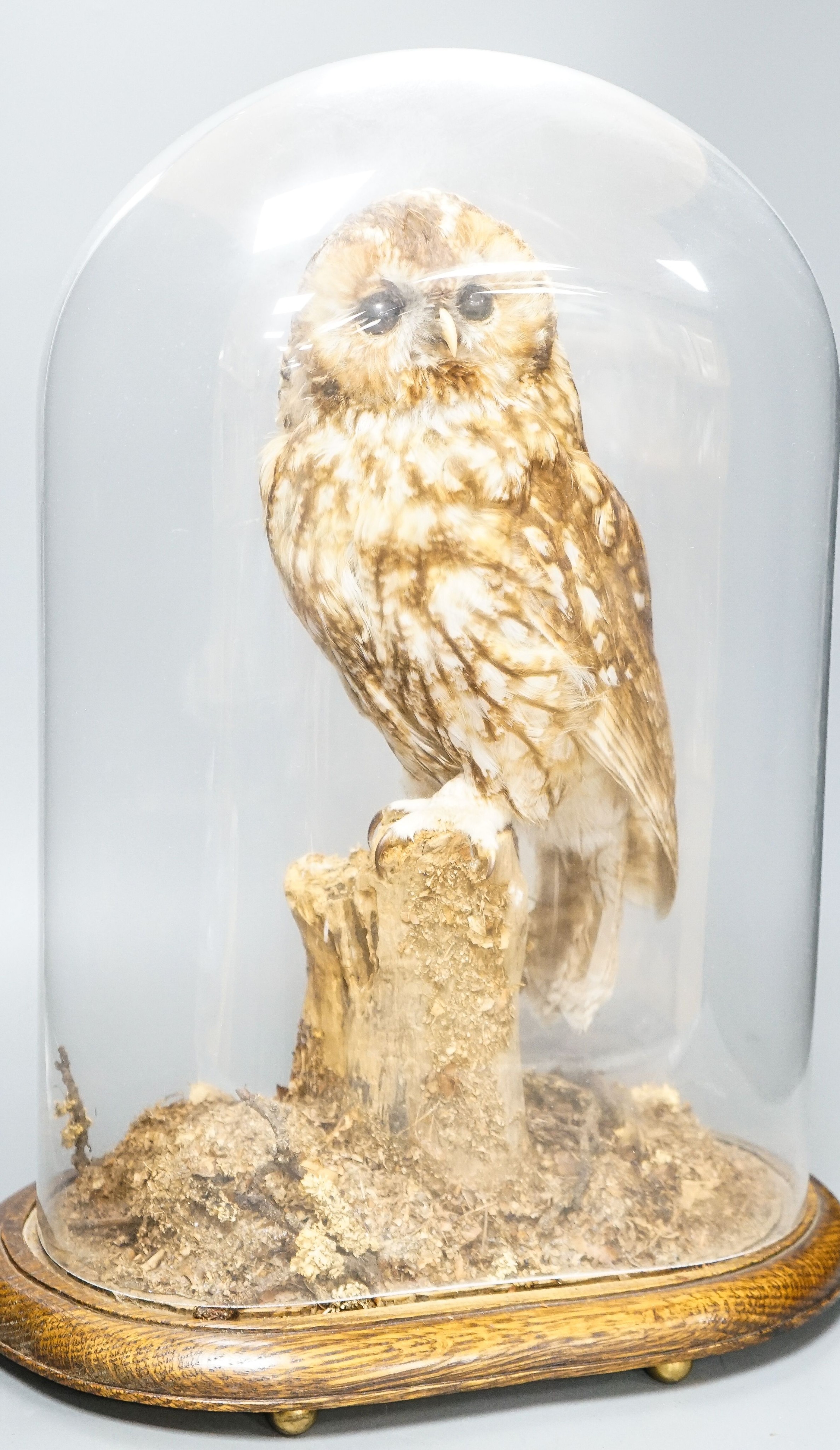 A taxidermy tawny owl under glass dome 48cm